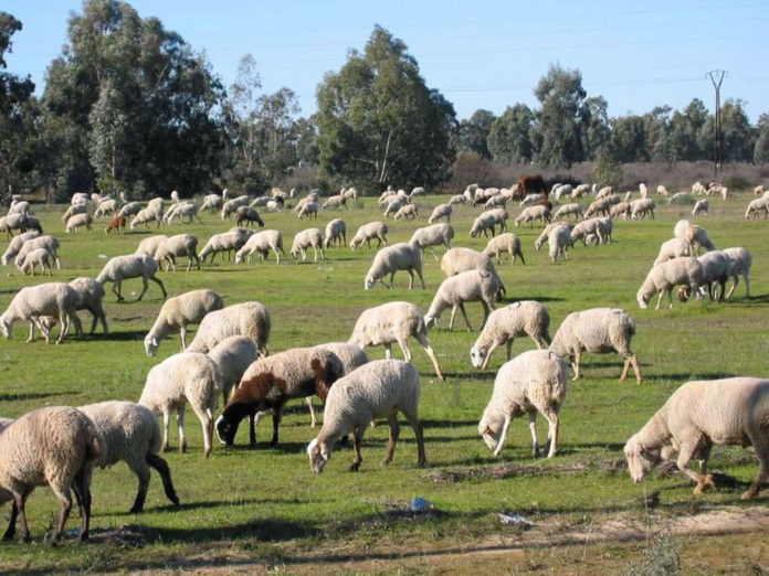 ganado ovino 11