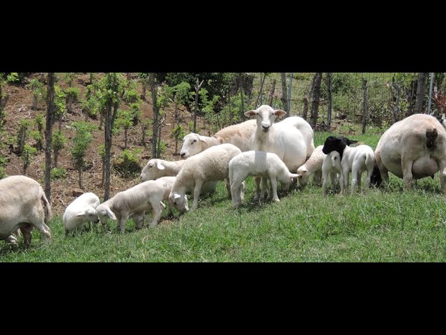 ganado ovino 14