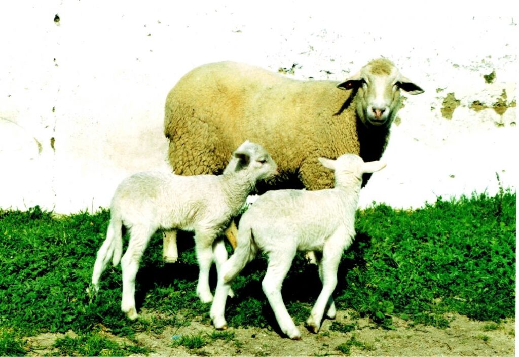 ganado ovino 16
