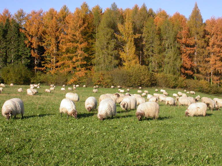 ganado ovino 19