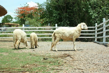 ganado ovino 9