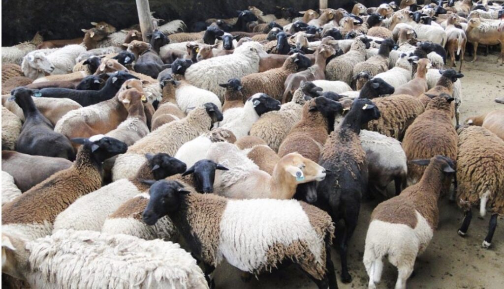 3 estrategias para mejorar la calidad de la lana en el ganado ovino