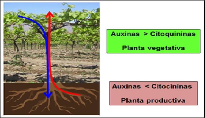 3 estrategias para reducir los efectos negativos de las auxinas en cultivos sensibles