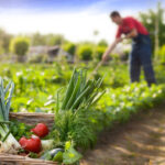 3 Ideas Para Diversificar Cultivos En La Agricultura De Temporal