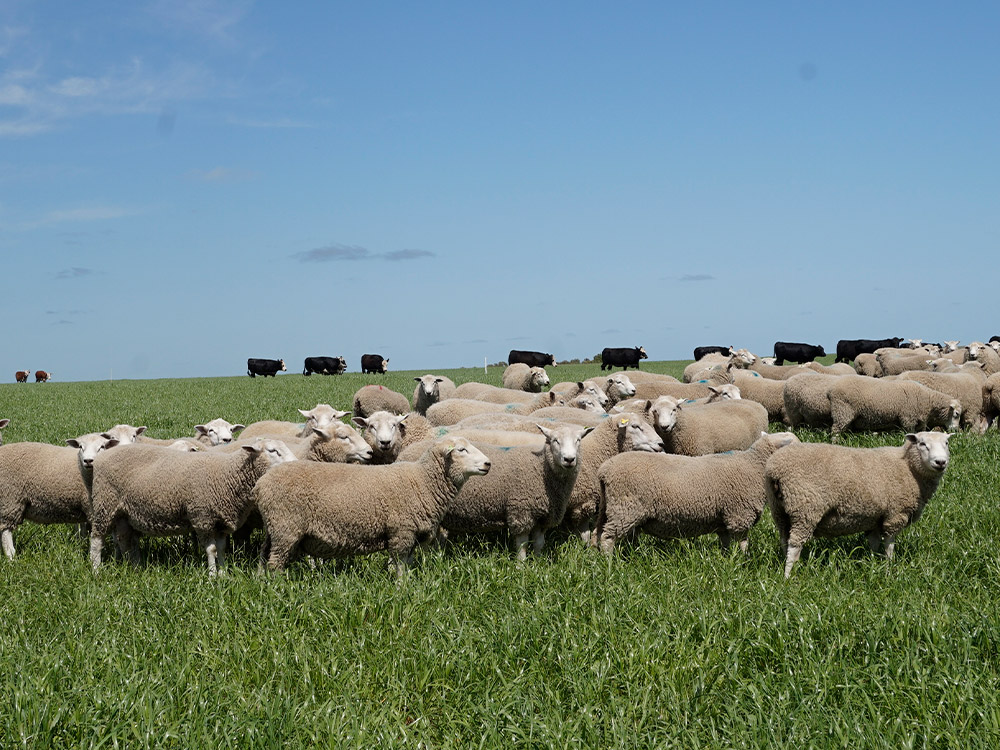 3 metodos para la seleccion genetica en el ganado ovino