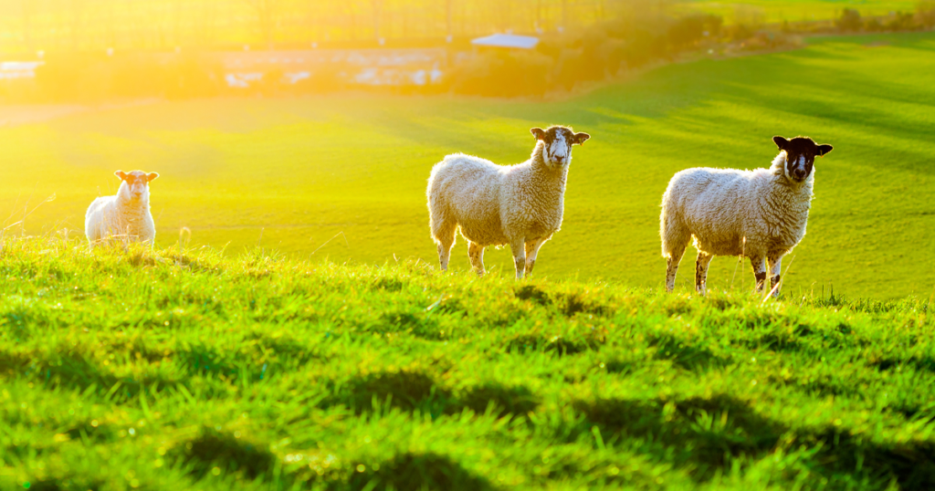 4 claves para el bienestar animal en el ganado ovino