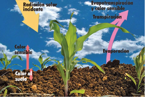 4 claves para entender el ciclo de lluvias y su impacto en la agricultura de temporal