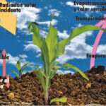 4 Claves Para La Selección De Semillas Resistentes En La Agricultura De Temporal