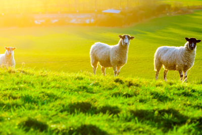 4 claves para mantener una buena sanidad en el ganado ovino