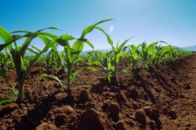 4 claves para seleccionar cultivos adecuados para suelos arenosos