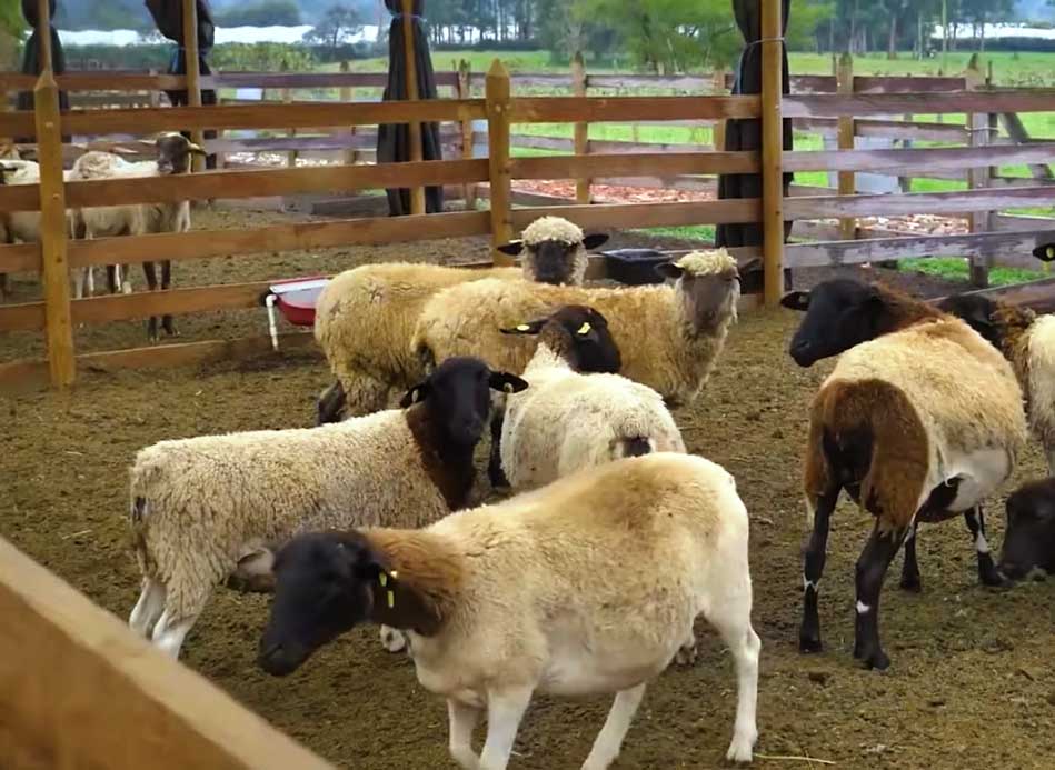4 habilidades que debe tener un criador de ganado ovino