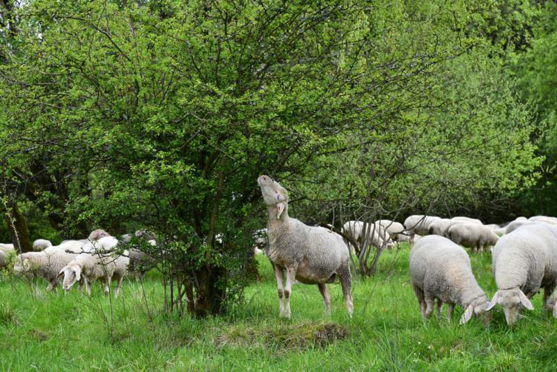 5 claves para una buena gestion del pastoreo en el ganado ovino