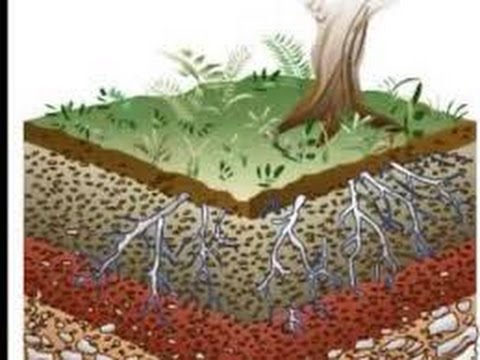 5 pasos para convertir un suelo arenoso en un suelo productivo
