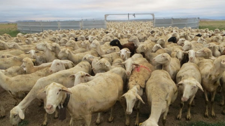 5 secretos sobre la reproduccion en el ganado ovino