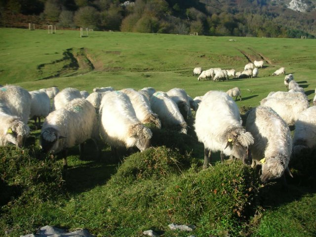 5 tips para mejorar la fertilidad en el ganado ovino