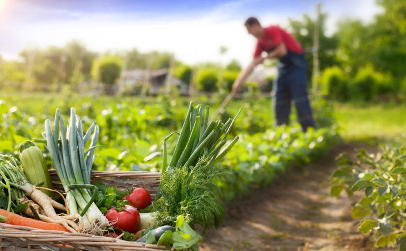 5 tips para prevenir la perdida de cosechas en la agricultura de temporal