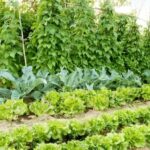 5 Trucos Para Aprovechar Las Propiedades De Las Auxinas En La Agricultura