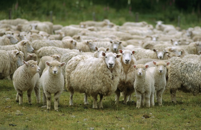 5 trucos para el manejo eficiente del ganado ovino