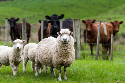 5 ventajas de criar ganado ovino en comparacion con otras especies