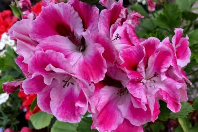 6 consejos para el uso de auxinas en la propagacion de plantas ornamentales