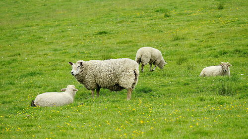 6 consejos para la alimentacion adecuada del ganado ovino