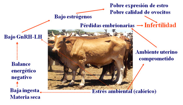 6 factores que afectan el crecimiento y desarrollo del ganado ovino