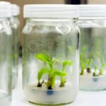 7 Aplicaciones Prácticas De Las Auxinas En La Agricultura Y Horticultura Moderna