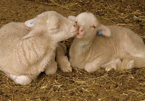 9 beneficios de implementar la tecnologia en la produccion de ganado ovino