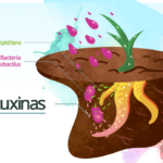 9 Efectos De Las Auxinas En La Diferenciación Celular De Las Plantas