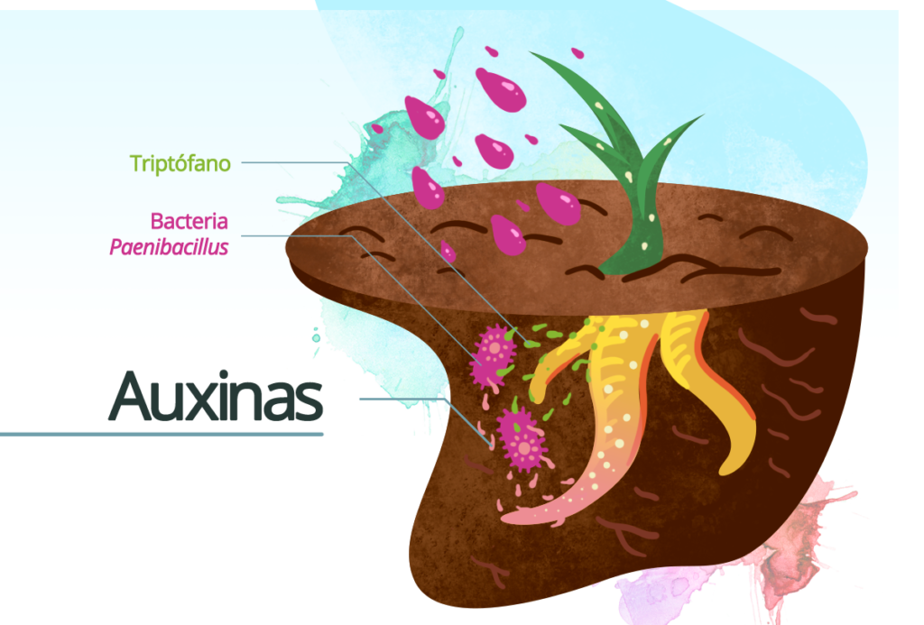 9 efectos de las auxinas en la diferenciacion celular de las plantas