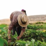 Cómo Adaptarse A Los Cambios Climáticos En La Agricultura De Temporal