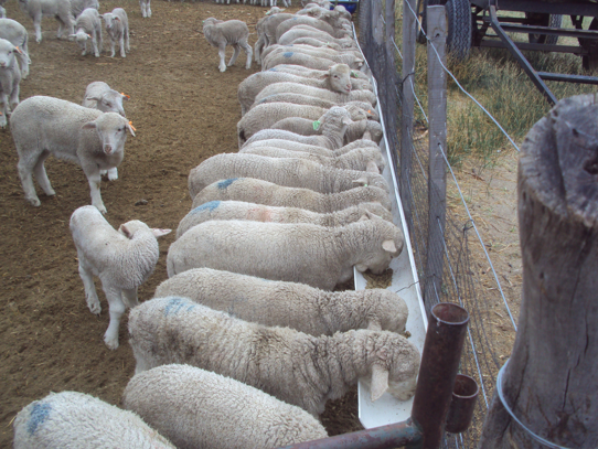 como mejorar la cria y produccion de ganado ovino