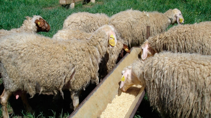 como se realiza el destete en el ganado ovino