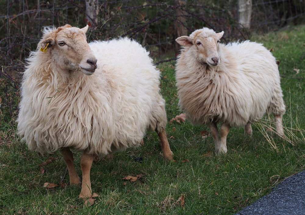 cuales son las razas de ganado ovino mas populares y productivas
