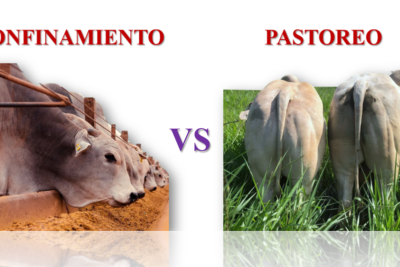 diferencias entre la crianza de ganado ovino en pastoreo y en confinamiento