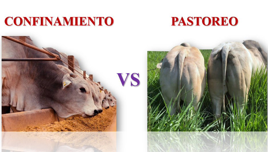 diferencias entre la crianza de ganado ovino en pastoreo y en confinamiento