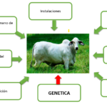 Por Qué Es Importante La Genética En La Producción De Ganado Ovino