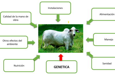 por que es importante la genetica en la produccion de ganado ovino