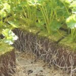 Por Qué Las Auxinas Son Cruciales Para El Crecimiento Y Desarrollo De Las Plantas