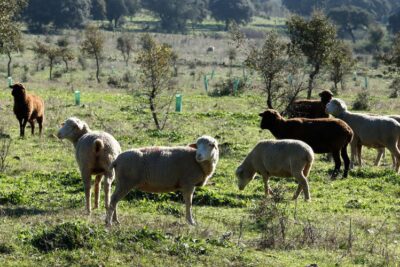 ventajas de la produccion organica de ganado ovino