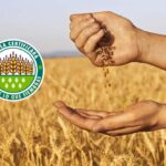 ¿Ventajas De Usar Semillas Certificadas En La Producción Agrícola?