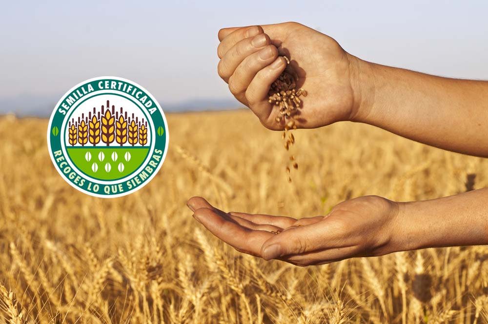 ventajas de usar semillas certificadas en la produccion agricola