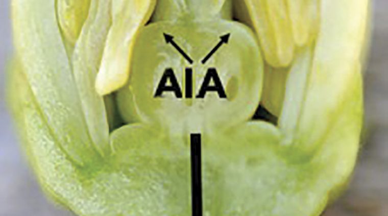 ventajas de utilizar auxinas en la produccion de cultivos perennes