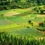 3 Estrategias Para Diversificar Los Cultivos En La Agricultura De Subsistencia
