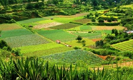 3 estrategias para diversificar los cultivos en la agricultura de subsistencia