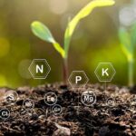 3 Estrategias Para Solucionar Problemas De Deficiencia De Nutrientes Con Fertilizantes Foliares