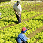 3 Herramientas Esenciales Para El Trabajo En La Agricultura De Subsistencia