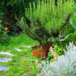 3 Ideas Para Combinar Plantas Perennes Y Anuales En Tu Jardín