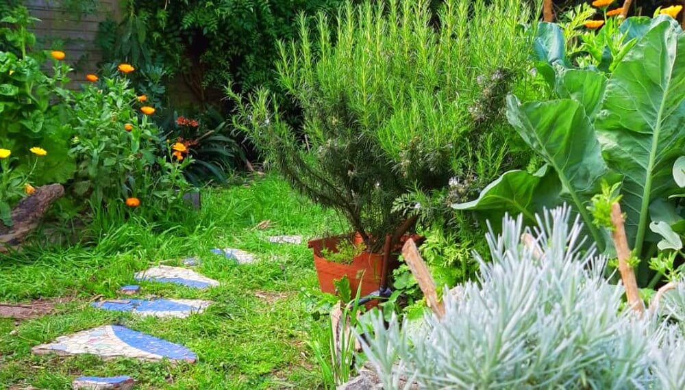 3 ideas para combinar plantas perennes y anuales en tu jardin