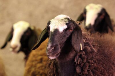 3 ideas para diversificar la produccion en la cria de ganado caprino